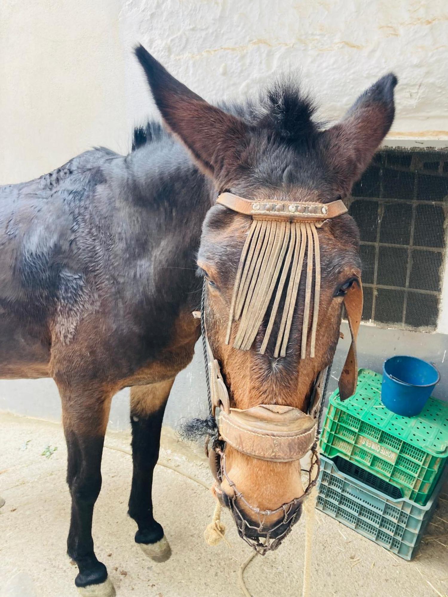 Casa Coco No 11 Lejlighed Polopos Eksteriør billede